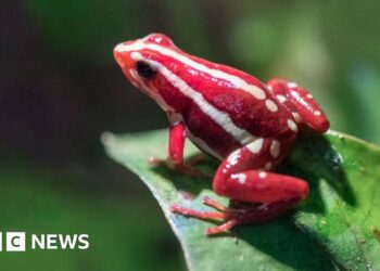 What’s the dart frog toxin allegedly used to kill Alexei Navalny? – BBC