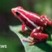 What’s the dart frog toxin allegedly used to kill Alexei Navalny? – BBC