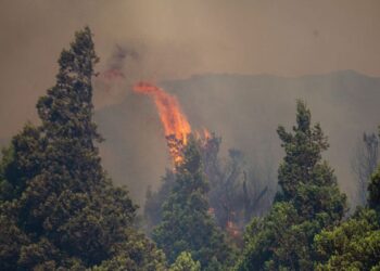 As Patagonia Burns, the World Might Lose A few of its Most Historical Timber