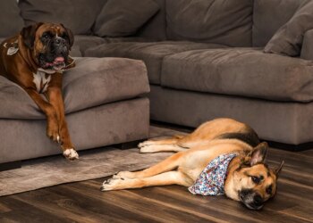 Ring makes use of AI and neighborhood cameras to reunite misplaced canines