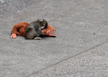 what Punch tells us about attachment idea