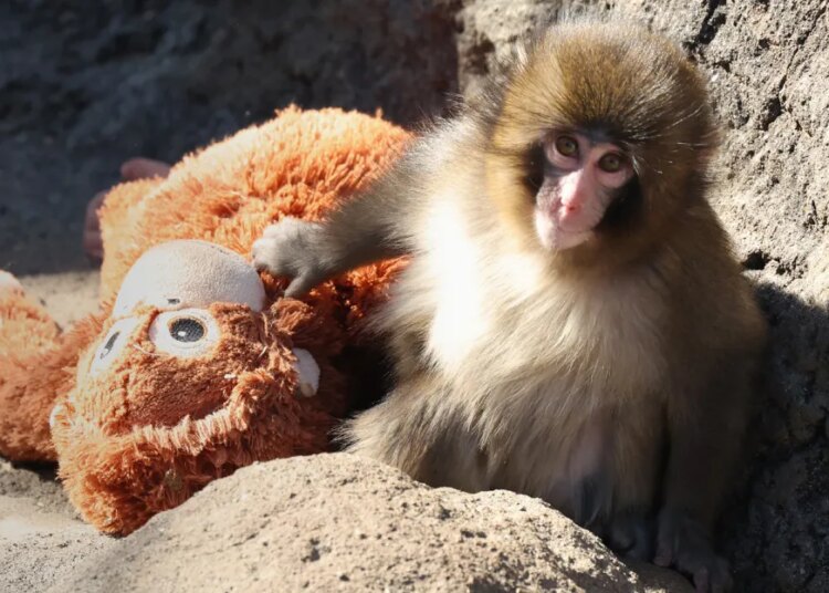 Everyone loves Punch the infant monkey. Would you really do the arduous work wanted to assist him?