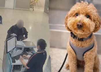 Lady arrested after allegedly abandoning canine at Las Vegas airport