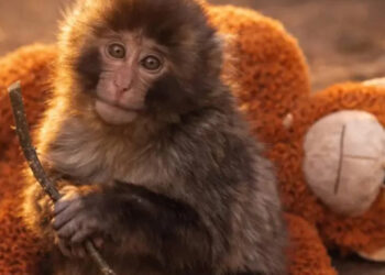 He Now Has A number of Grownup Protectors