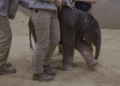 First child Asian elephant born at Smithsonian’s Nationwide Zoo after 25 years