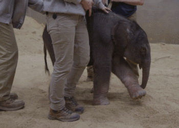 First child Asian elephant born at Smithsonian’s Nationwide Zoo after 25 years