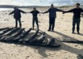 Sunken Seventeenth-century ship resurfaced after winter storms at Studland Seaside
