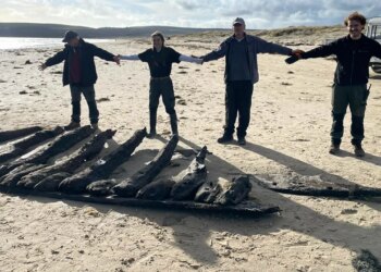 Sunken Seventeenth-century ship resurfaced after winter storms at Studland Seaside