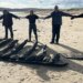 Sunken Seventeenth-century ship resurfaced after winter storms at Studland Seaside
