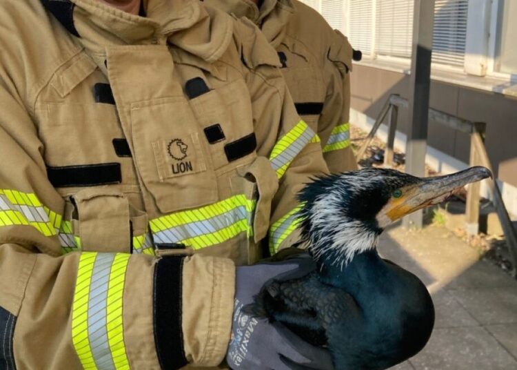 Firefighters rescue injured seabird desperately pecking at hospital door