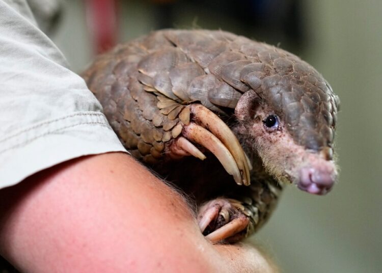 The scaly anteaters referred to as pangolins are probably the most trafficked mammal on the planet The scaly anteaters referred to as pangolins are probably the most trafficked mammal on the planet