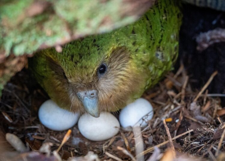 The endangered kakapo parrot might have a report breeding season