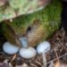 The endangered kakapo parrot might have a report breeding season