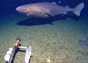 Shock shark sighting in Antarctica’s near-freezing deep