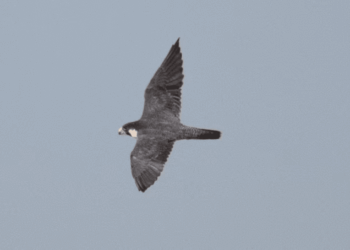World’s Quickest Fowl Noticed in Central Australia’s Distant Outback for the First Time