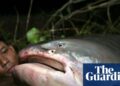 Epic river migrations of fish quickly collapsing, UN report finds | Fish