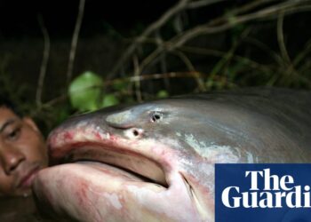 Epic river migrations of fish quickly collapsing, UN report finds | Fish