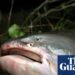 Epic river migrations of fish quickly collapsing, UN report finds | Fish