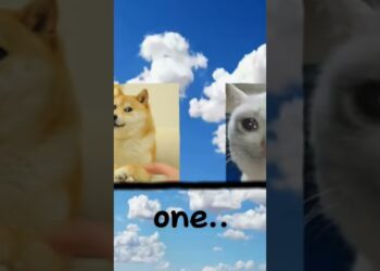 i miss you doge#unhappy #cats #canine