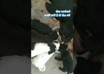 #track #shortvideo #viralvideo #cute #tranding #love #doge #dogvideos #highlightseveryone