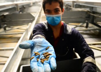 Insect farming startups obtained  billion to develop bugs for human meals — and livestock feed. Now the trade is collapsing.