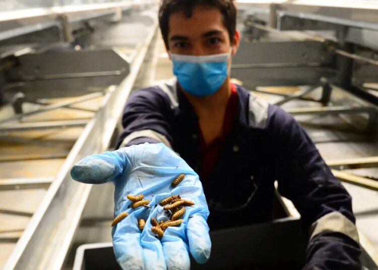 Insect farming startups obtained  billion to develop bugs for human meals — and livestock feed. Now the trade is collapsing.