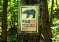 Touring to Japan? Bear assaults are rising — and right here’s why.