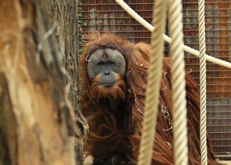 We’re discovering new species quick — and it’d assist save them