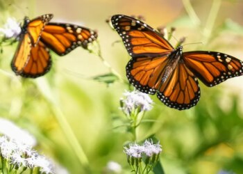 Monarch butterflies in Mexico forests rebounded barely this 12 months