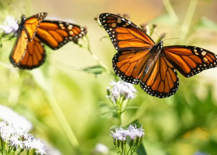 Monarch butterflies in Mexico forests rebounded barely this 12 months