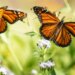 Monarch butterflies in Mexico forests rebounded barely this 12 months