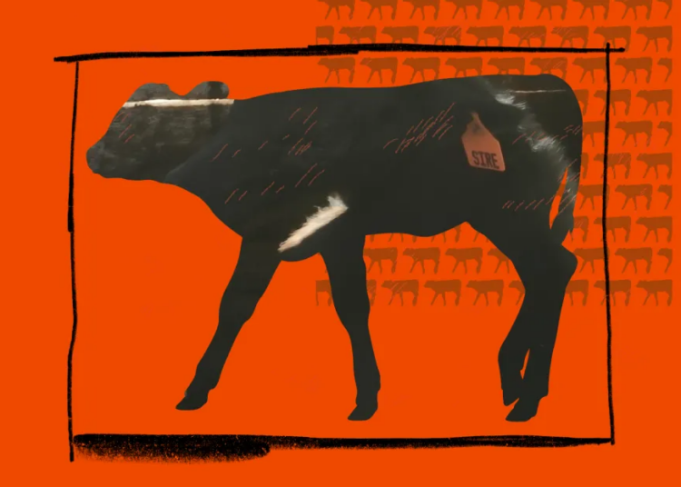 People ditched veal. What changed it’s simply as unhealthy.