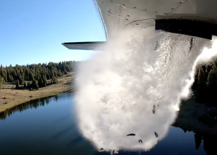 Fish stocking is unleashing thousands and thousands of nonnative species into lakes and rivers. Is that unhealthy? Fish stocking is unleashing thousands and thousands of nonnative species into lakes and rivers. Is that unhealthy?