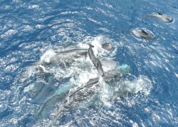 Unbelievable Video Exhibits Sperm Whales Come Collectively to Delivery a Calf : ScienceAlert Unbelievable Video Exhibits Sperm Whales Come Collectively to Delivery a Calf : ScienceAlert