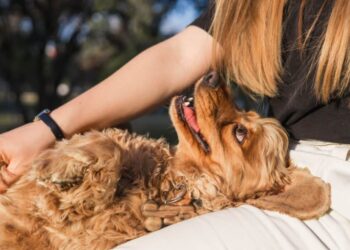 Canines Had been People’ Greatest Mates Far Earlier Than Anybody Believed