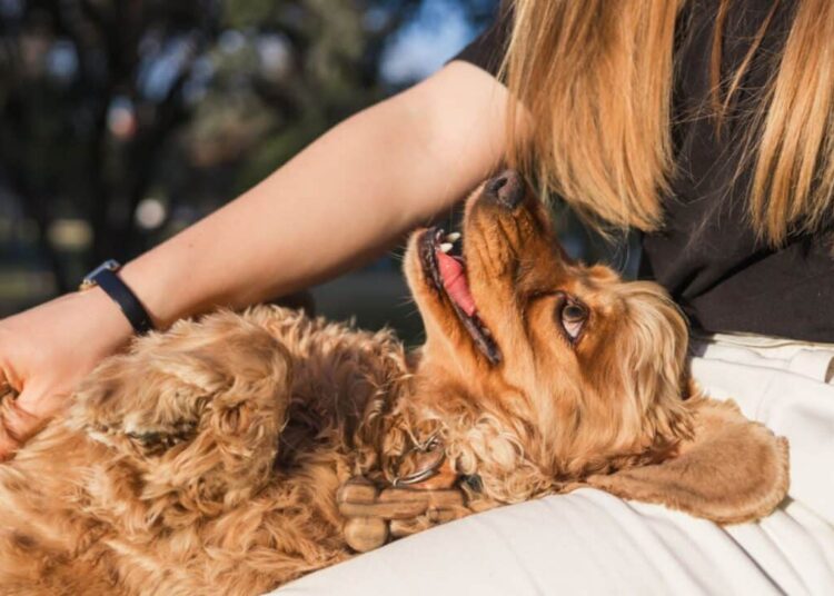 Canines Had been People’ Greatest Mates Far Earlier Than Anybody Believed Canines Had been People’ Greatest Mates Far Earlier Than Anybody Believed