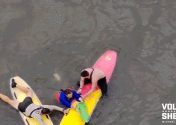 Florida officers use paddleboards to catch suspect who fled into river