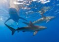 Sharks within the Bahamas check constructive for caffeine, painkillers and even cocaine, examine finds