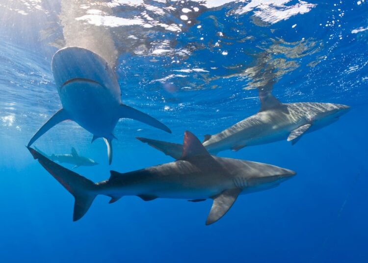 Sharks within the Bahamas check constructive for caffeine, painkillers and even cocaine, examine finds
