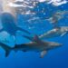 Sharks within the Bahamas check constructive for caffeine, painkillers and even cocaine, examine finds