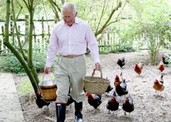 King Charles nonetheless tends to his chickens at Highgrove amid his most cancers battle King Charles nonetheless tends to his chickens at Highgrove amid his most cancers battle