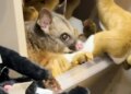 Dwell possum discovered hiding amongst stuffed animals in airport reward store