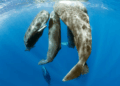 Sperm Whale Start Filmed For The First Time Reveals Astonishing Group Conduct