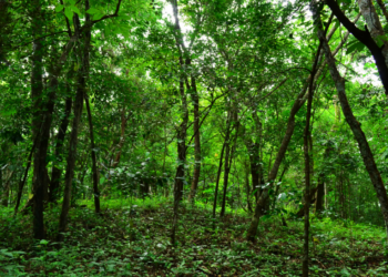 Two Species Thought Extinct for six,000 Years Are Discovered Thriving in New Guinea
