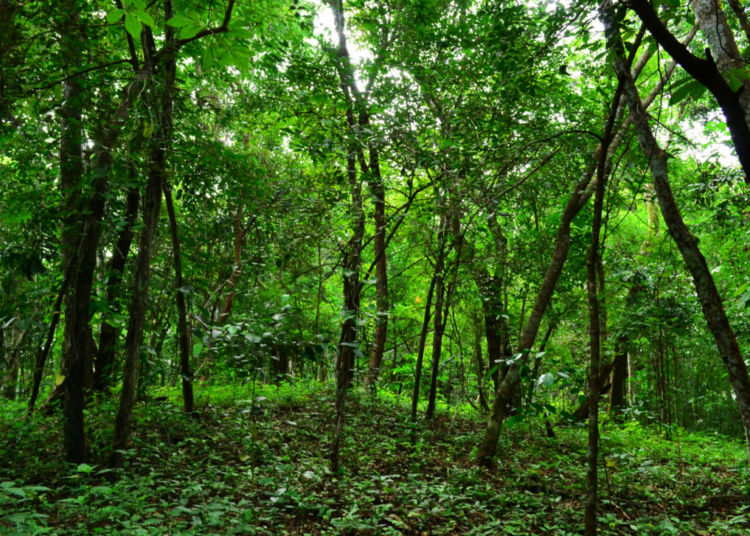 Two Species Thought Extinct for six,000 Years Are Discovered Thriving in New Guinea