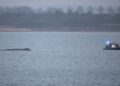 Whale stranded once more off Germany’s Baltic coast