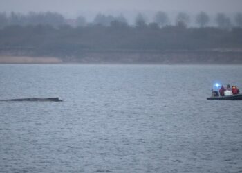 Whale stranded once more off Germany’s Baltic coast Whale stranded once more off Germany’s Baltic coast