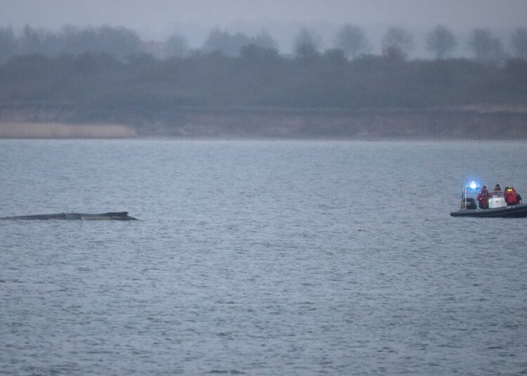 Whale stranded once more off Germany’s Baltic coast Whale stranded once more off Germany’s Baltic coast