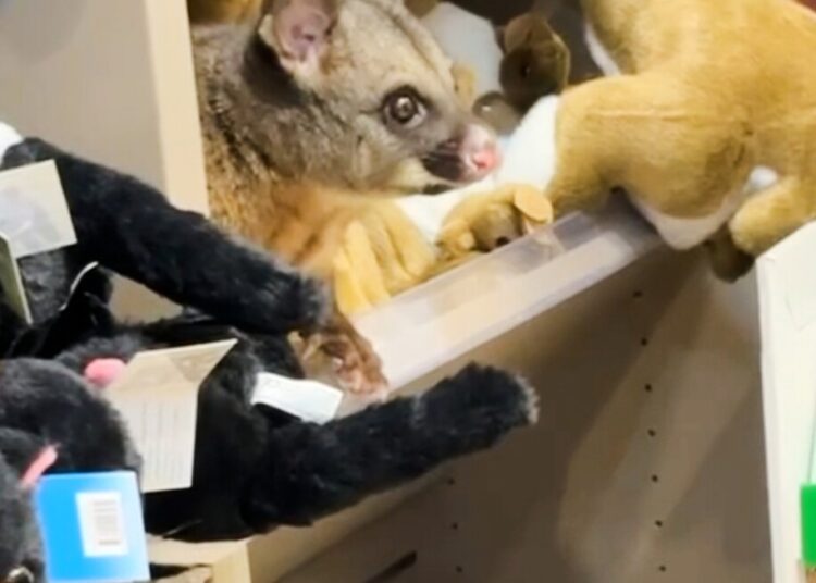 An actual possum seems amongst plush toy animals in Australian airport store