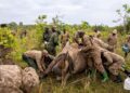 Rhinos return to protected space in Uganda, marking a milestone in opposition to poaching